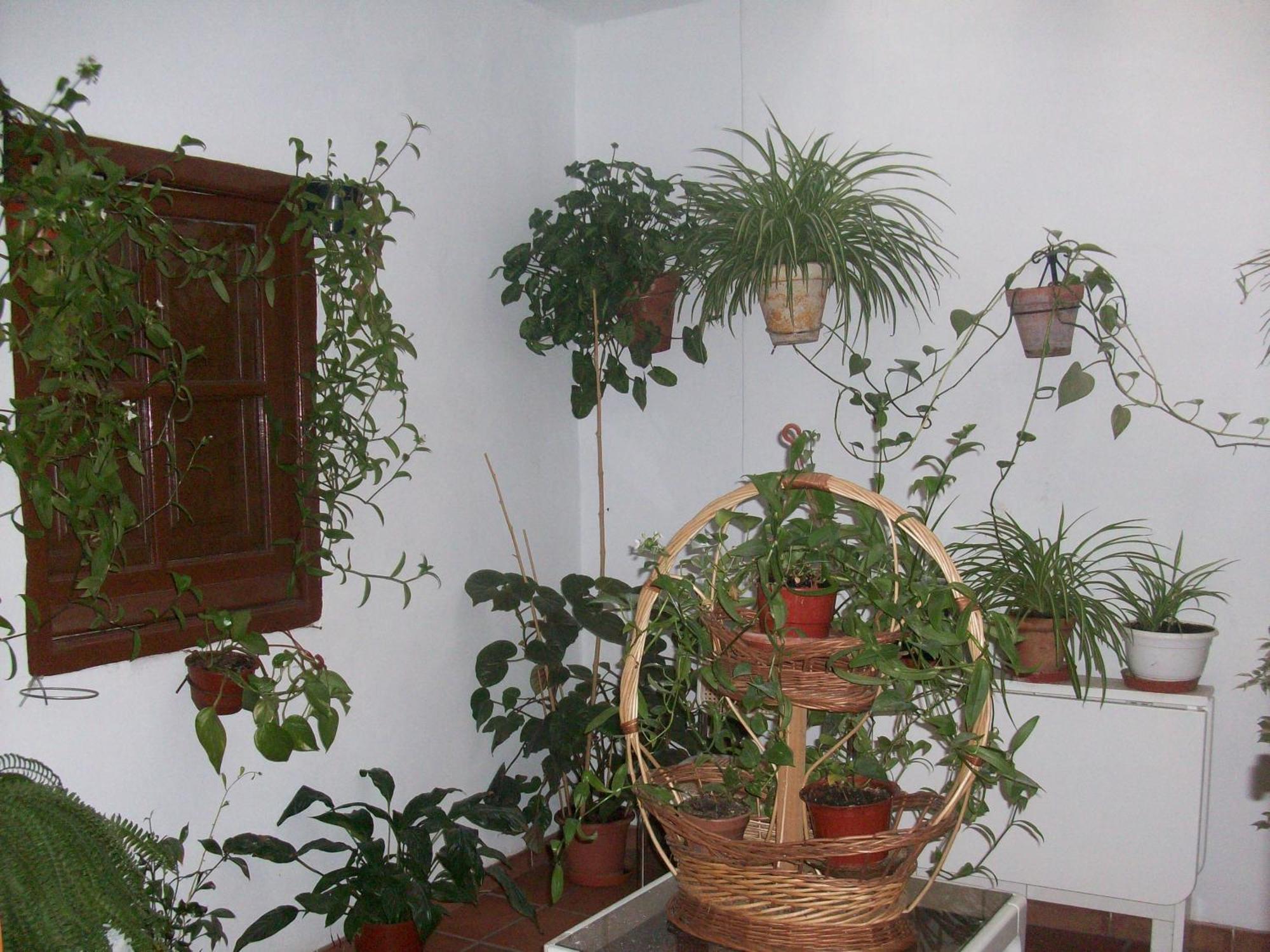קפיליירה Hostal Moraima מראה חיצוני תמונה